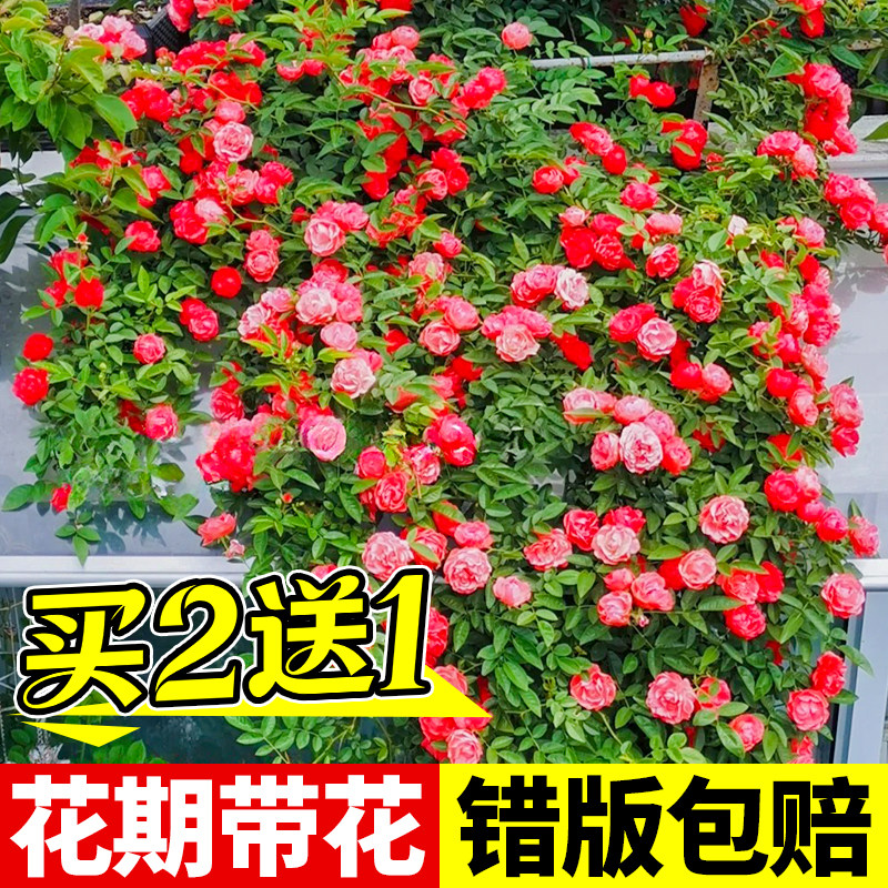 【包对版】木香花苗爬藤蔷薇花卉图片