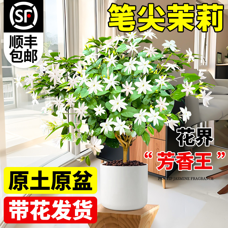 笔尖茉莉花盆栽四季室内图片