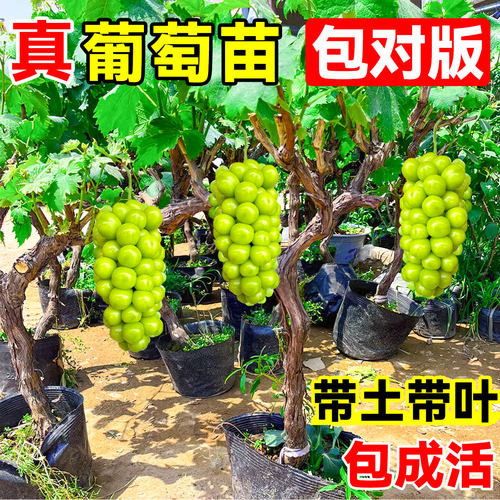 阳光玫瑰葡萄树苗老桩果苗