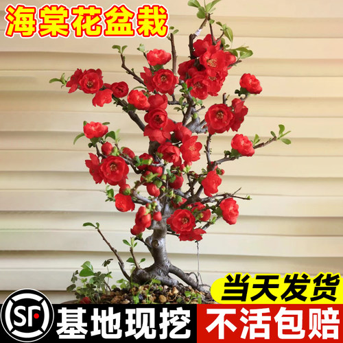 海棠花盆栽四季西府海棠垂丝