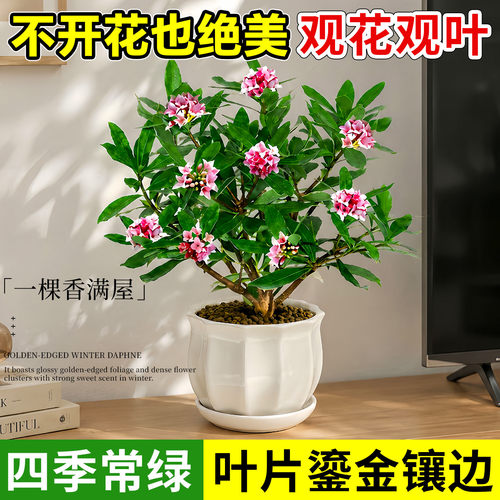 金边瑞香盆栽苗浓香型花卉绿植