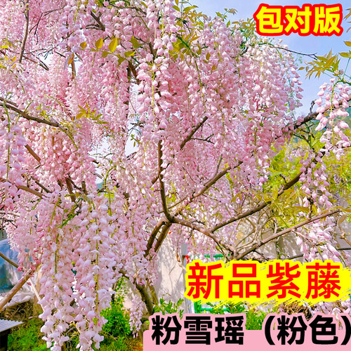 紫藤花树苗爬藤植物四季丰花庭院老桩粉色大苗藤蔓耐寒耐热室外