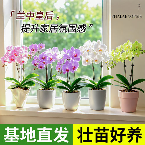 蝴蝶兰花苗盆栽带花剑大苗兰花卉