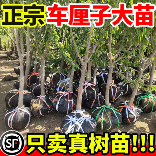 【假一赔十】车厘子樱桃树苗保真