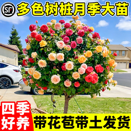 棒棒糖月季多花卉盆栽庭院