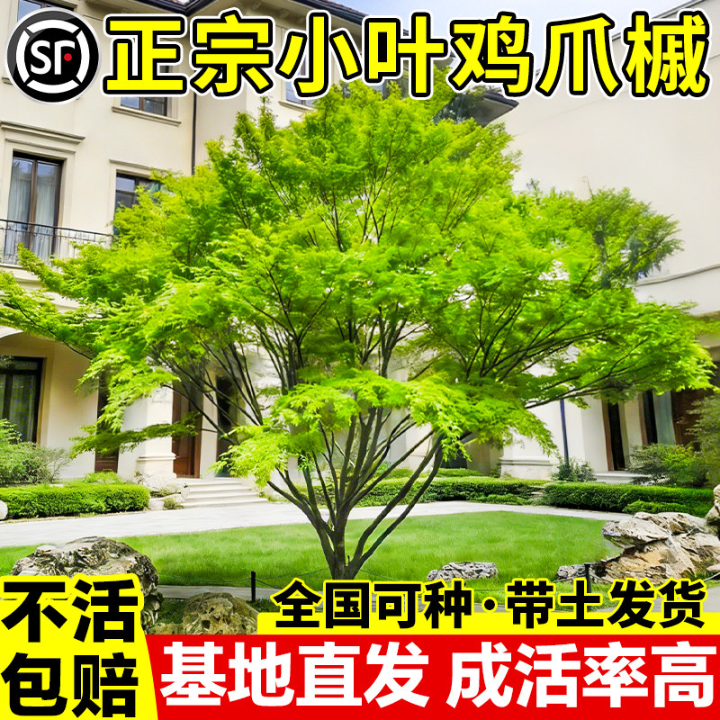 原生小叶鸡爪槭树苗大枫庭图片