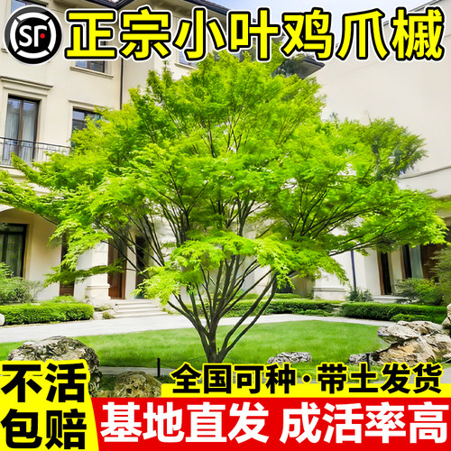 原生小叶鸡爪槭树苗大枫庭