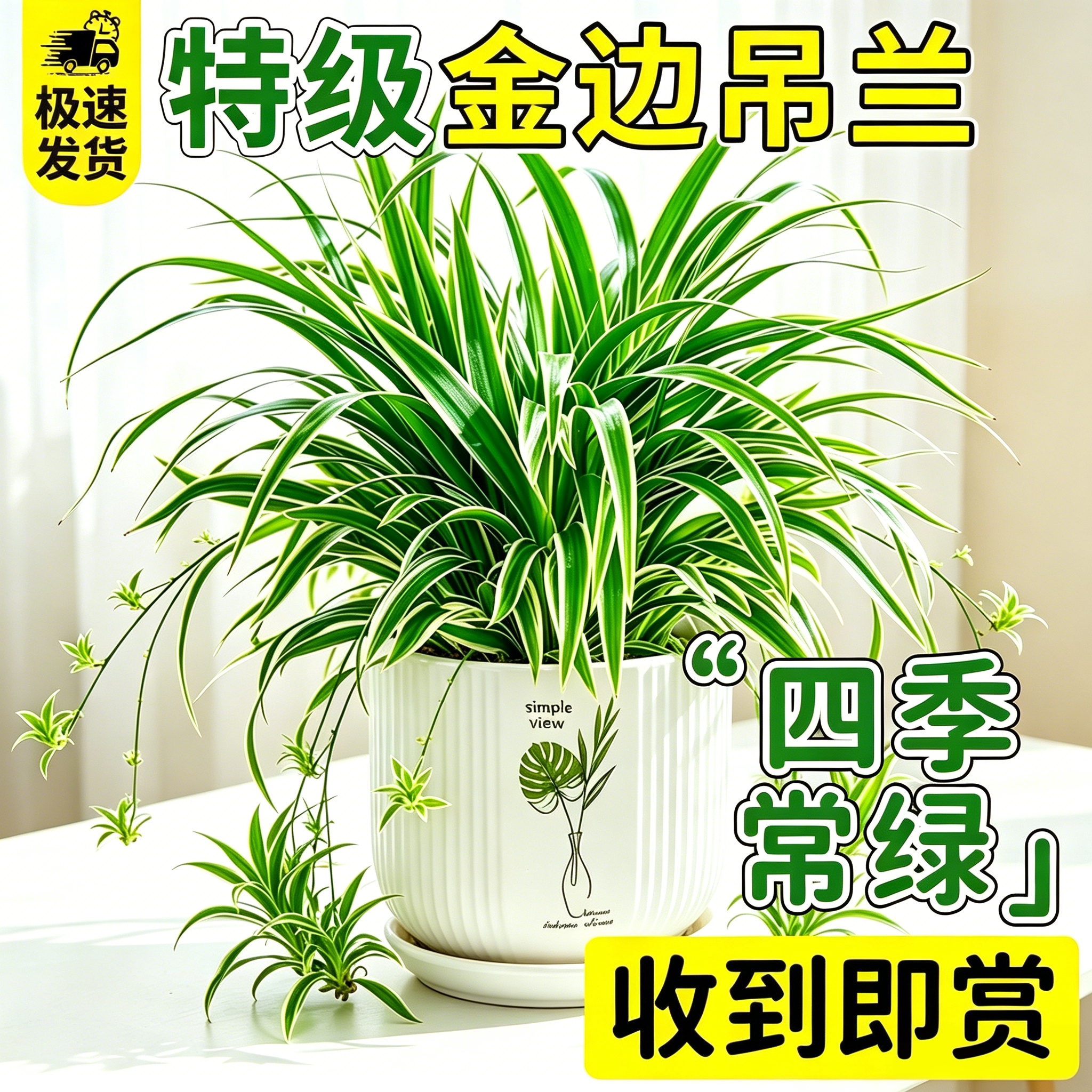 大盆金边吊兰室内四季好养去甲醛图片