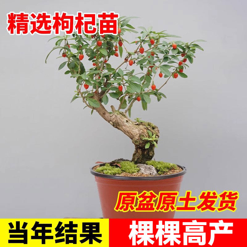 红枸杞树苗宁夏南方北方四季阳盆栽地栽黑枸杞苗当年结果果树