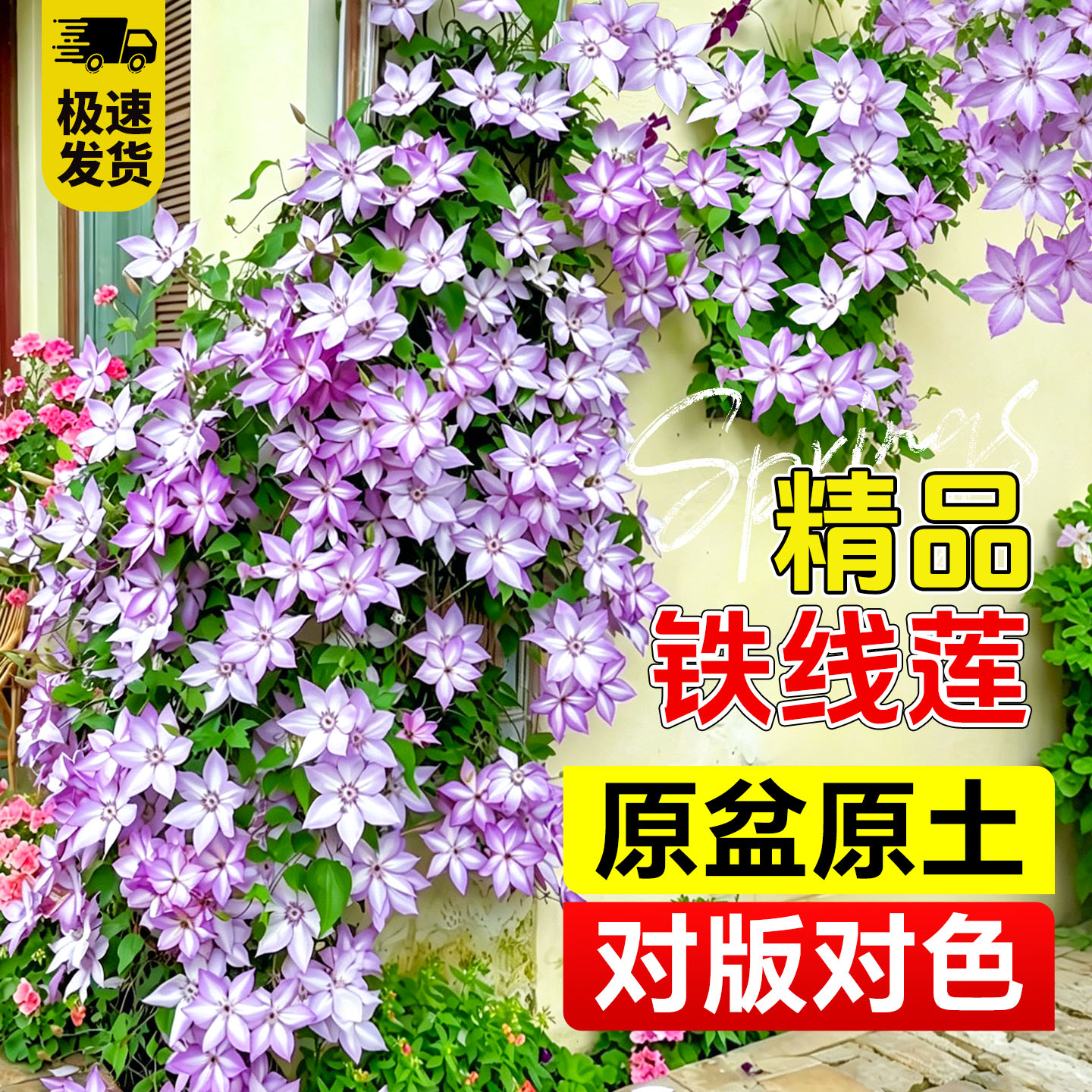 乌托邦铁线莲盆栽苗倒影银币约瑟芬爬藤栅栏庭院阳台观赏植物花卉