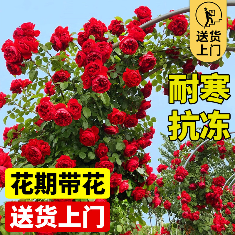 爬藤月季四季不断母系大苗图片