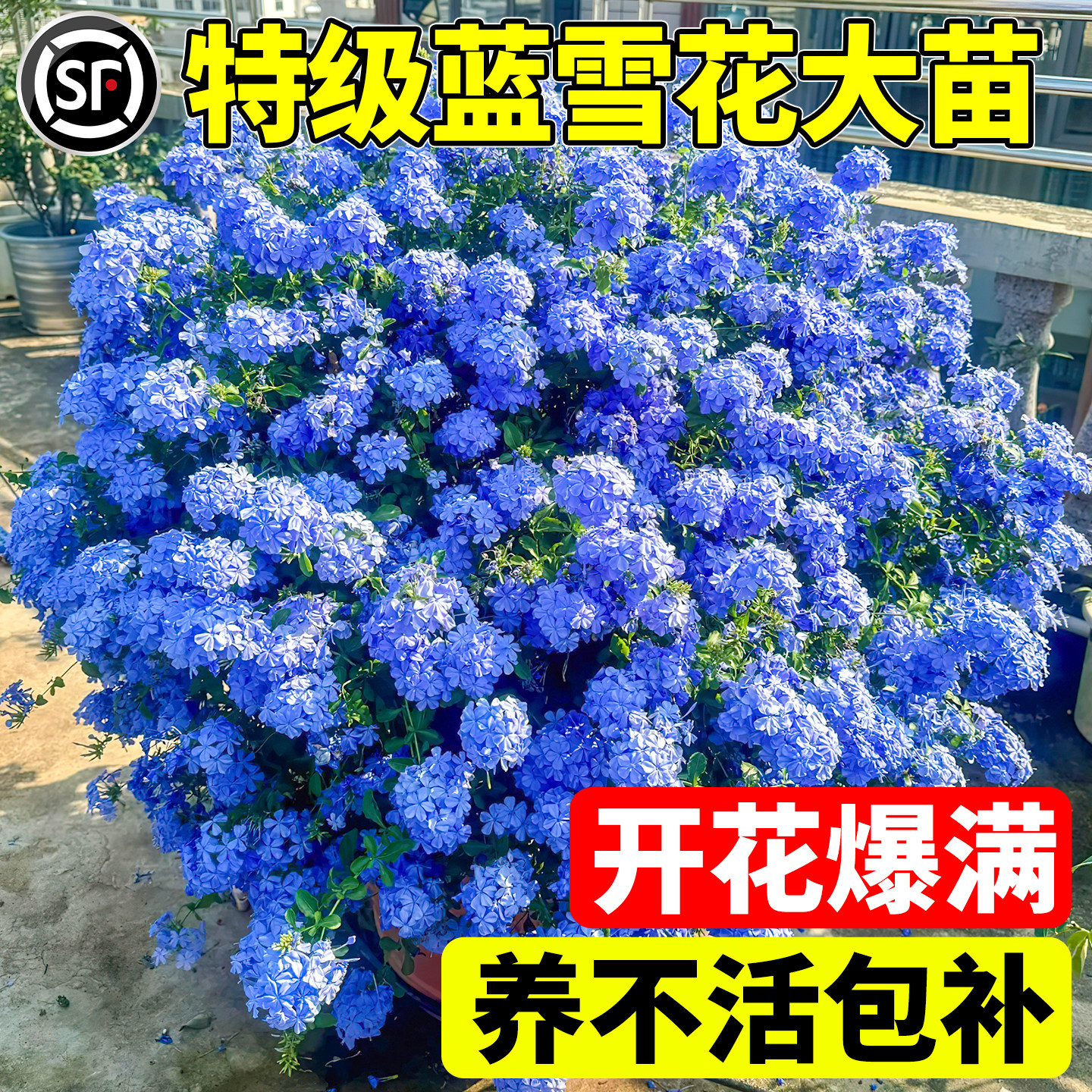蓝雪花盆栽大苗阳台耐热耐晒易活图片