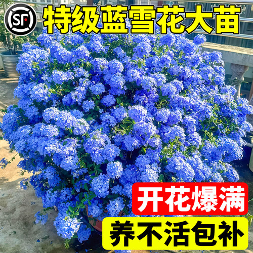 蓝雪花盆栽大苗阳台耐热耐晒易活