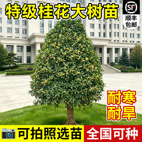 桂花树苗八月桂金桂丹桂四季