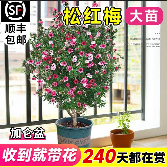 松红梅盆栽带花苞澳洲雪梅花室内花卉阳台四季秋冬季客厅庭院好养