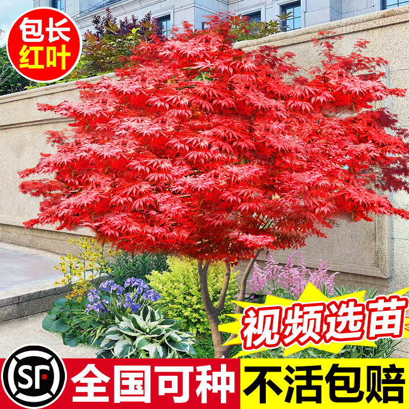 日本红枫树苗四季红舞姬老桩盆栽盆景庭院别墅绿化植物苗室外耐寒图片