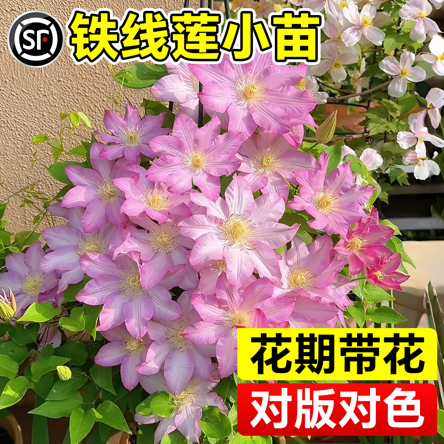 铁线莲阿吹盆栽小苗倒影银币昼天使爬藤栅栏庭院阳台观赏植物花卉