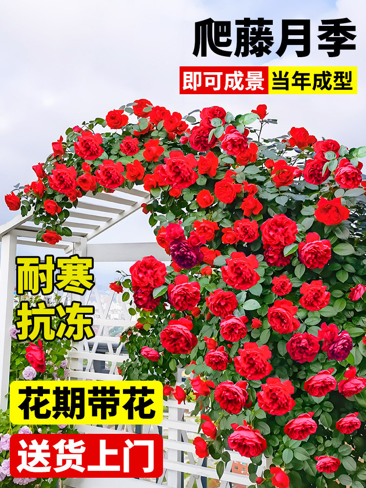 蔷薇花苗爬藤四季大苗开花庭院蒂娜爬墙藤本龙沙宝石月季花苗盆栽