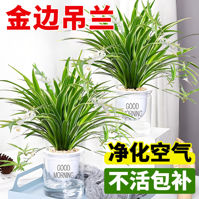 金边吊兰盆栽室内植物花卉图片