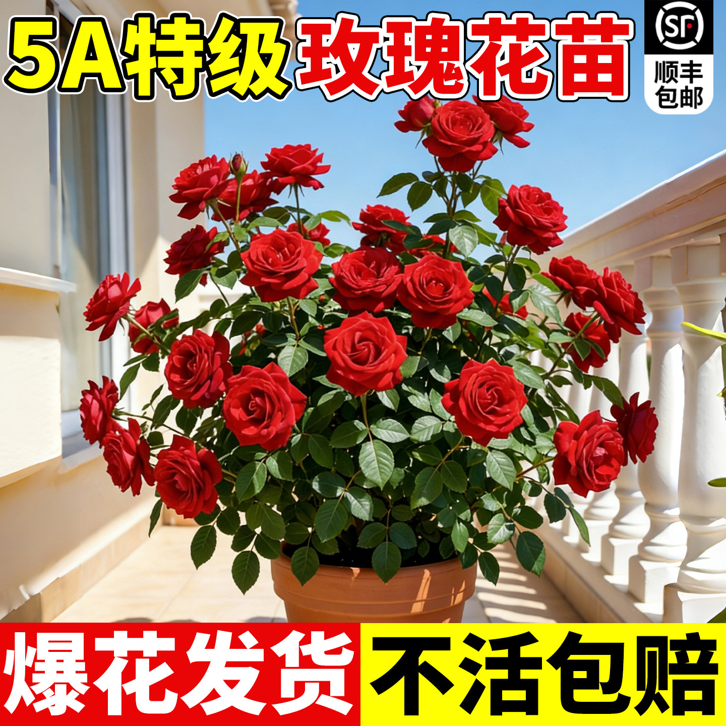 玫瑰花树苗月季花苗大花老桩图片