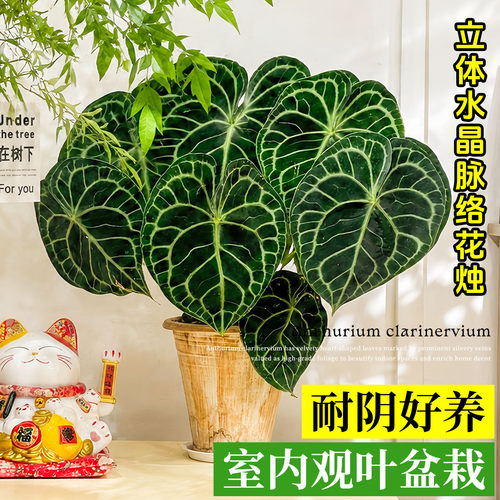 克莱恩水晶花烛观叶桌面绿植好养