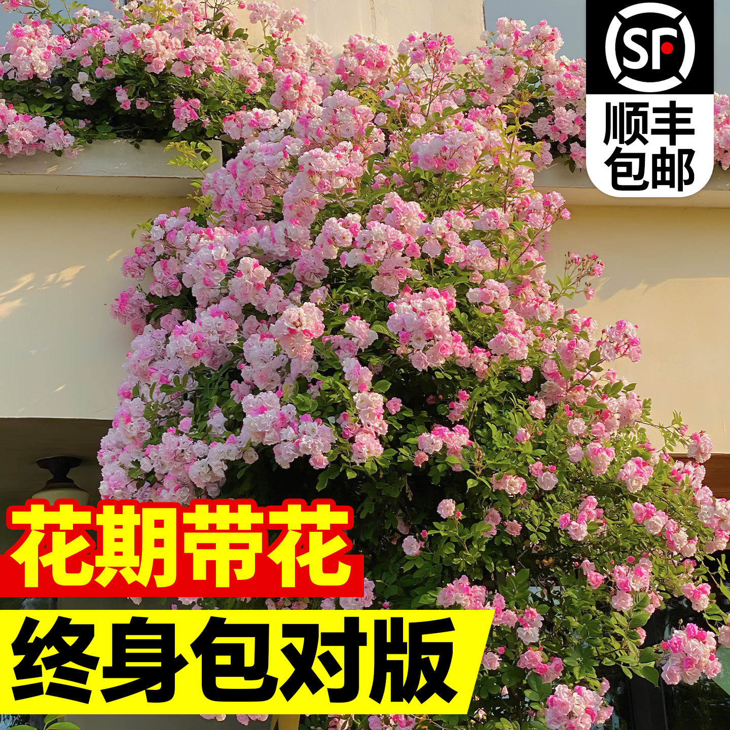蔷薇花苗爬藤四季开花耐寒无刺多花爬墙植物蔷薇爬藤月季大苗木香