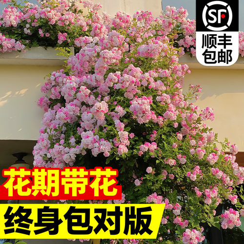 蔷薇花苗爬藤四季耐寒无刺多花爬墙植物蔷薇爬藤月季大苗木香好养