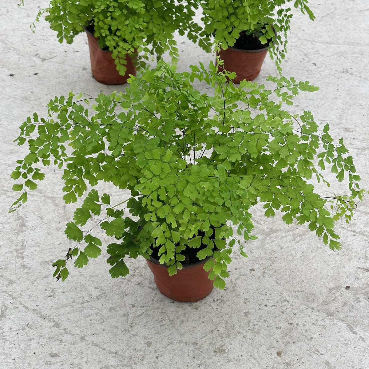 铁线铁线蕨花与器盆栽蕨类植物舞蔓柔情耐德国人飞雪绿阴银币花植