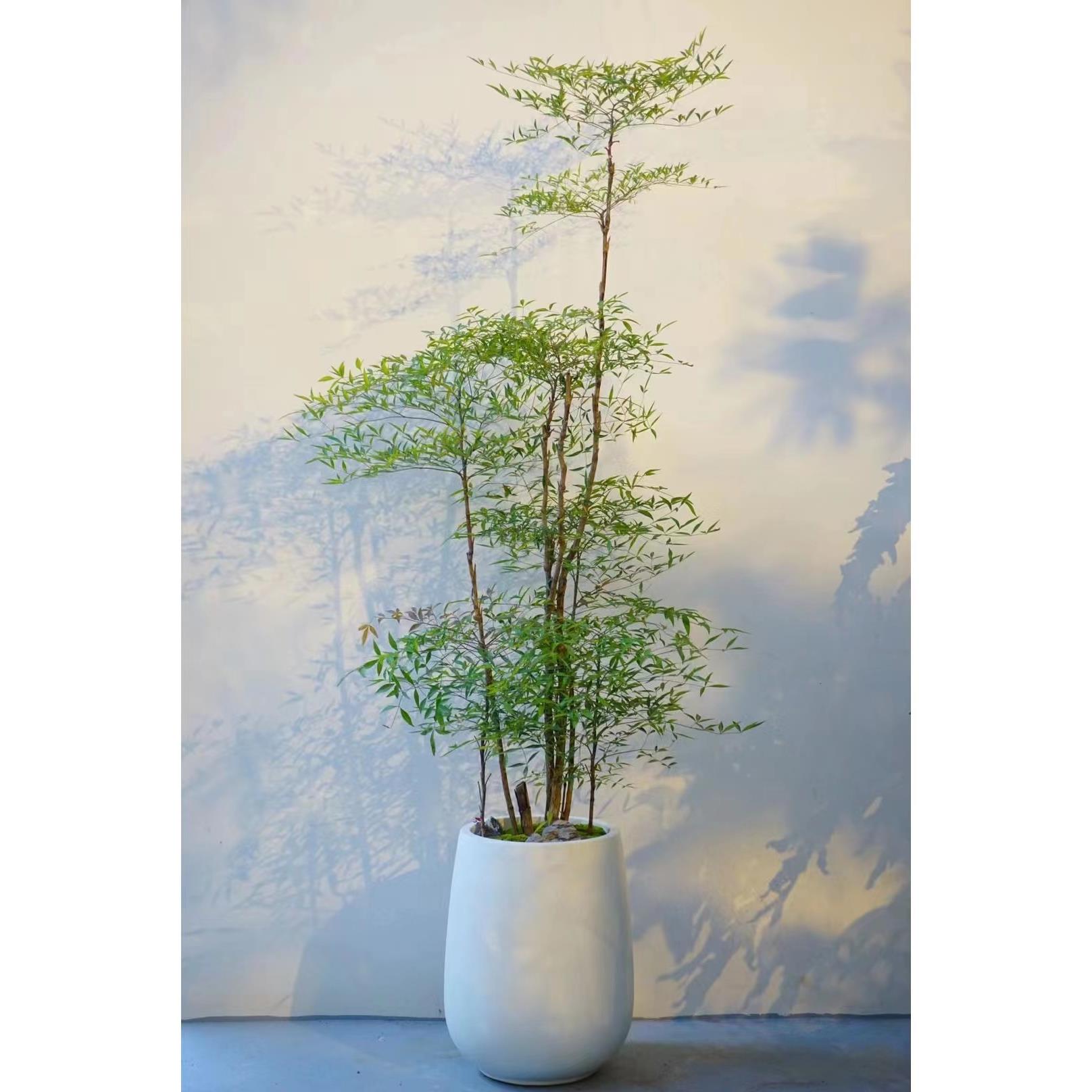 大型南天竹老桩南天竺禅意造型绿植庭院造景阳台客厅室内植物盆栽