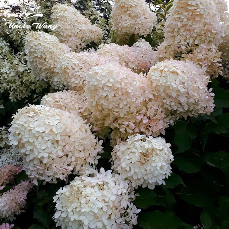 种花王大爷幻影圆锥绣球耐热耐寒庭院木本花卉植物多年生盆栽花苗