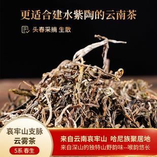【5系春生】哀牢山支脉云雾茶 来自深山的独特山野韵味-喉韵悠长