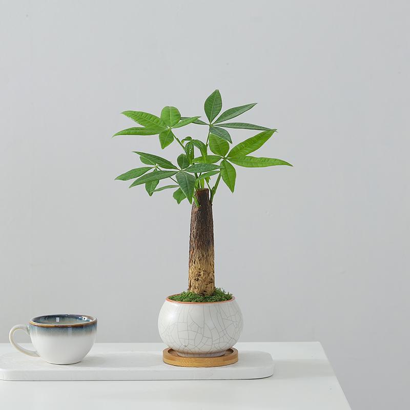 发财树盆栽招财植物办公室内桌面情绪四季常青好养活懒人客厅绿植