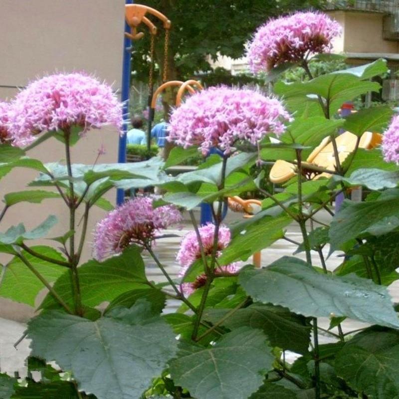 臭牡丹驱蚊多年生四季盆栽花期长木本植物粉绣球庭院阳台花卉植物