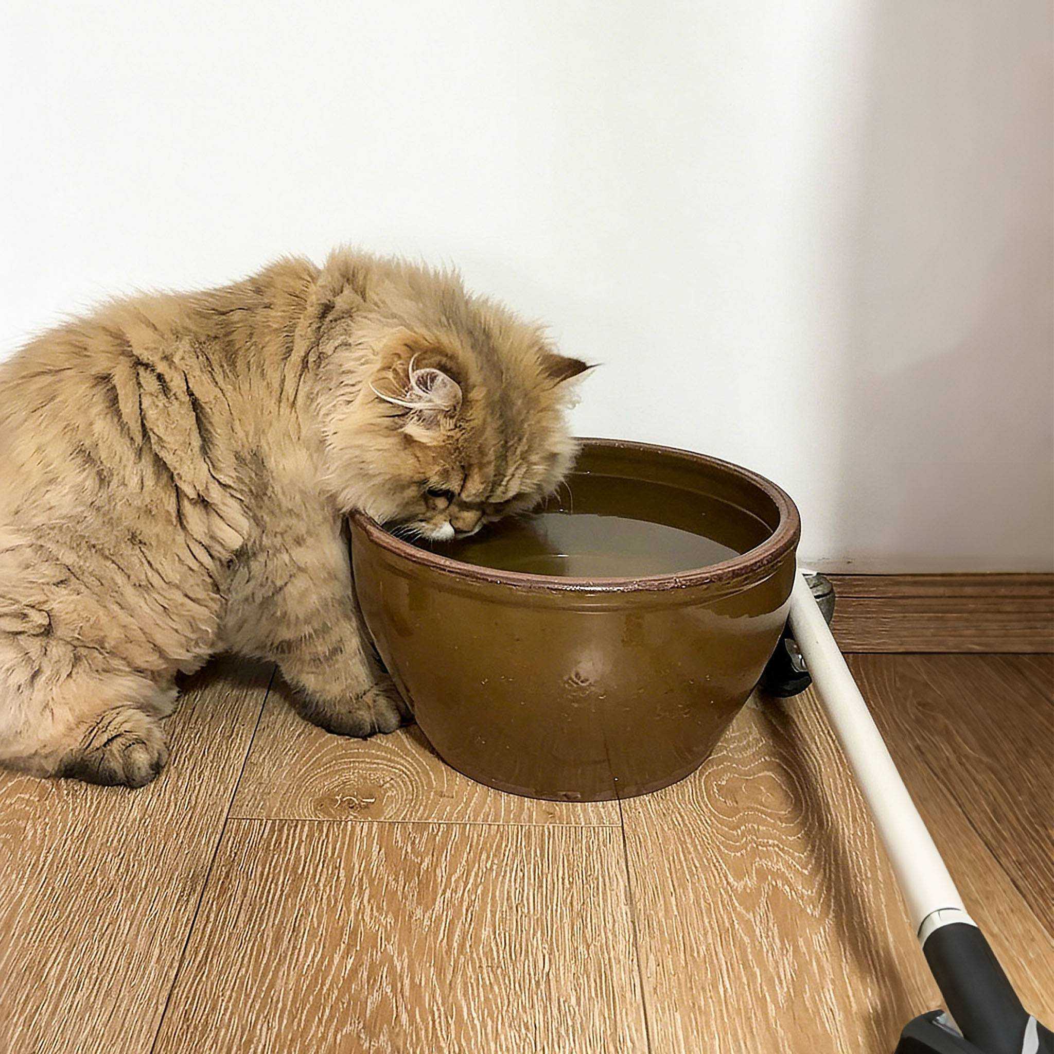 猫碗陶瓷大容量酱缸水碗家用大水缸碗稳固防翻宠物猫咪碗2026新款
