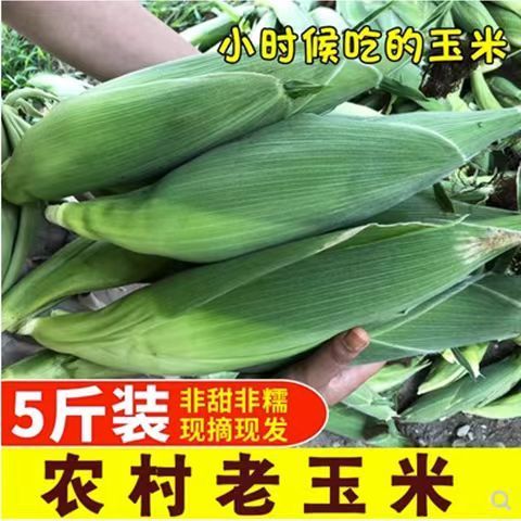 老式笨玉米棒河南早上采摘中午发货包谷大棒非转基因小时候的低脂