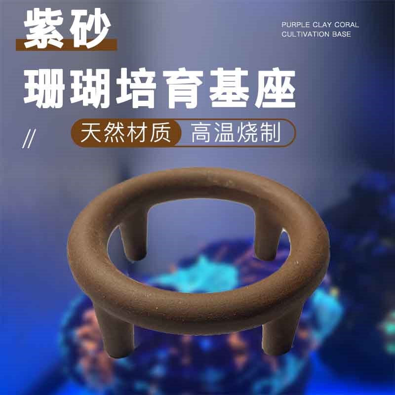 速发海座珊瑚断枝水瓷底座繁殖纽扣基陶硬骨软体圆形水族造景海缸
