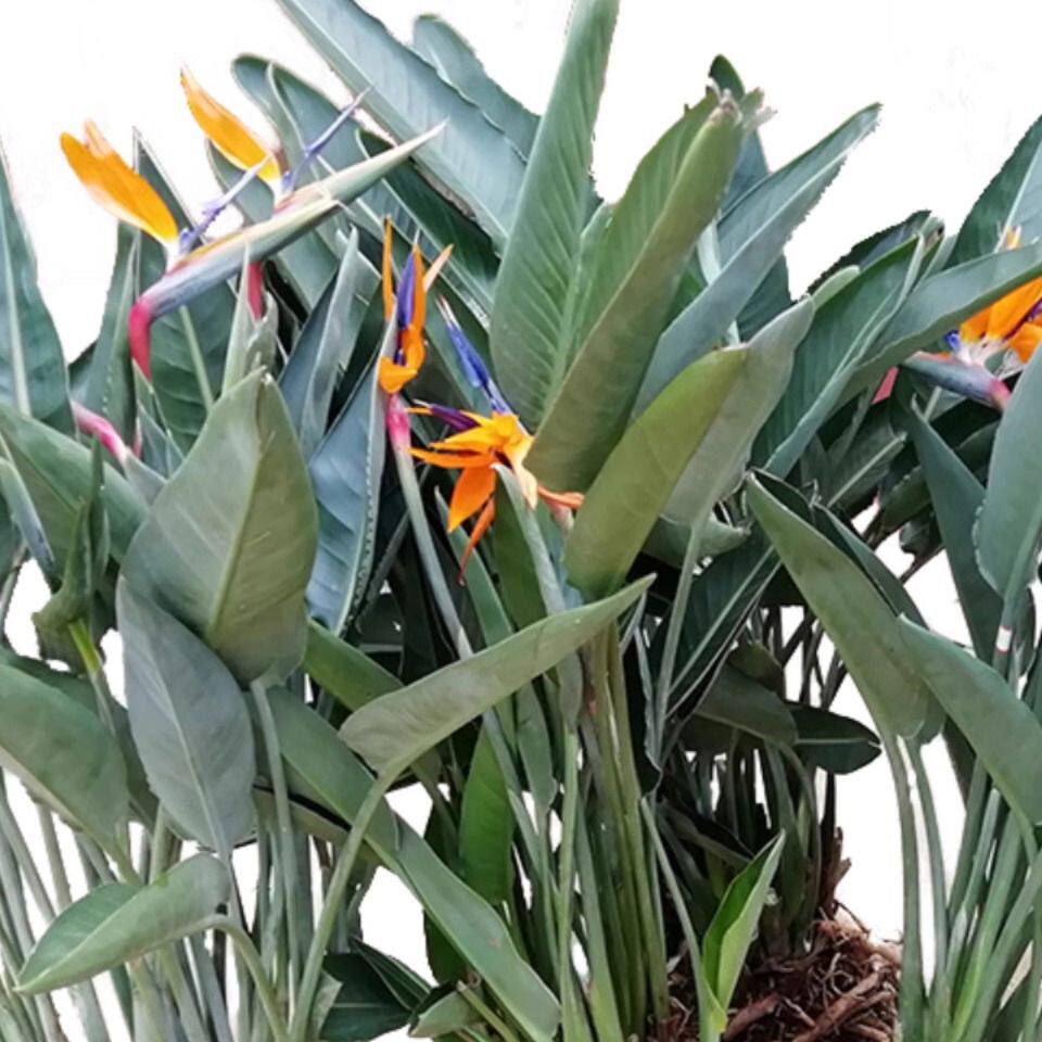 开花鹤望兰天堂鸟小苗庭院阳台客厅盆栽绿植欧美风格植物包邮美观