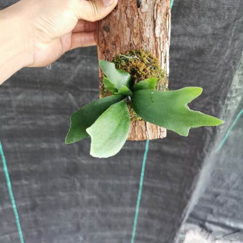 苔藓挂板小鹿角植物盆栽懒人绿植办公室内观叶植物松皮挂板鹿角蕨