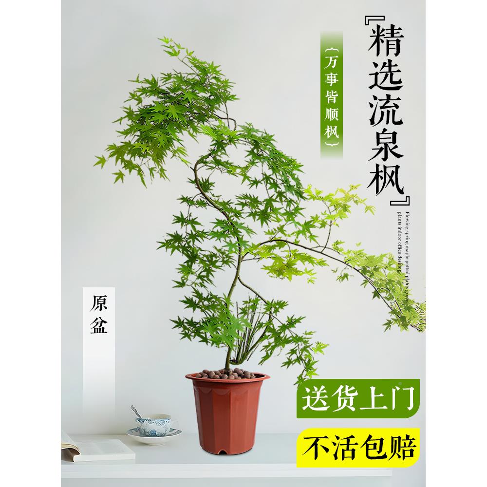 型流LIUUANF泉枫盆栽客好厅植物枫树盆景绿老桩办造公室内桌面阳