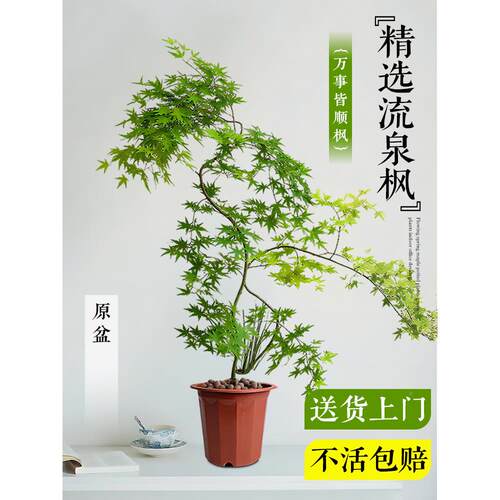 型流LIUUANF泉枫盆栽客好厅植物枫树盆景绿老桩办造公室内桌面阳