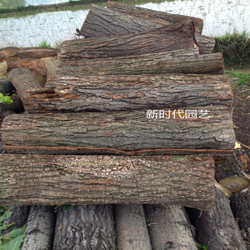 天然真树皮 柳树皮 包管道柱子 树皮装饰 道具用品 枯树 干树皮