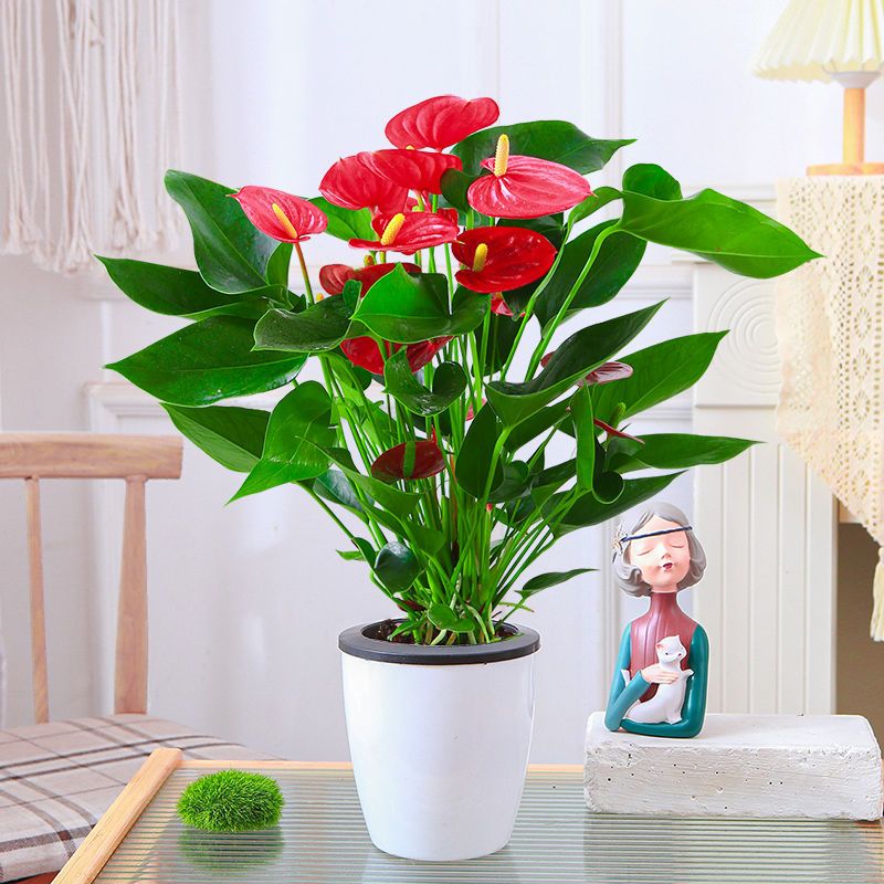 【带花发货】红掌粉掌白掌花室内水培土培盆栽四季开花卉植物绿植