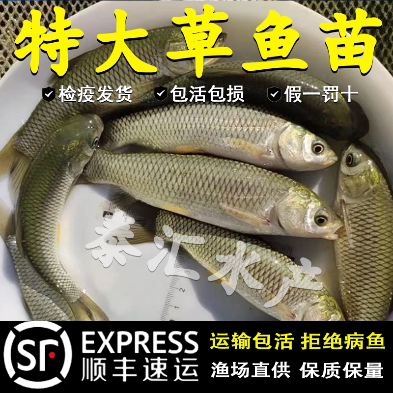 大草鱼苗脆皖鱼苗四大家鱼淡水养殖食用半斤特大草鱼活体草鱼鱼苗