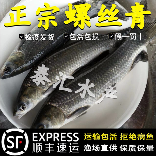 螺丝青鱼苗特大半斤四大家鱼苗淡水养殖黑皖灰草鱼活体螺丝青鱼苗