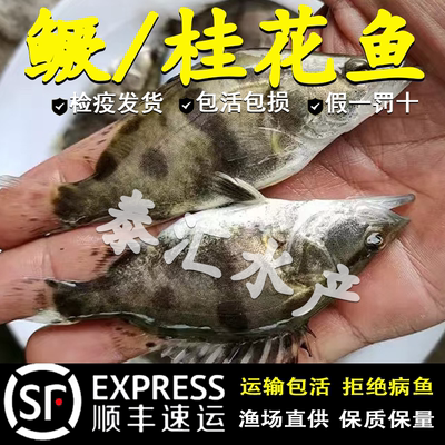 鳜鱼苗桂花鱼苗淡水养殖食用大眼鳜斑鳜鱼肉食活体白鳜翘嘴鳜鱼苗
