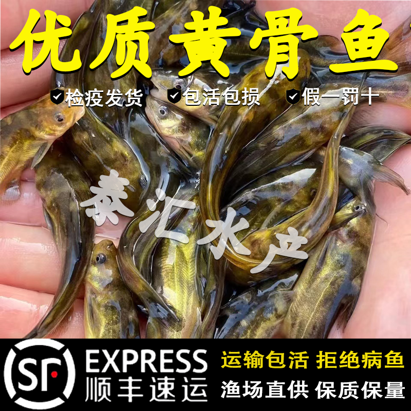 黄骨鱼苗淡水养殖食用活鱼黄辣丁昂刺鱼苗冷水观赏黄丫头黄颡鱼苗