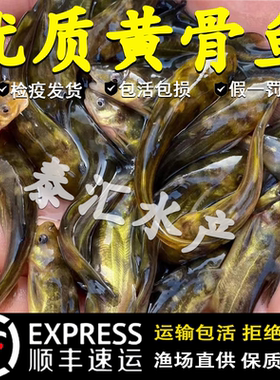 黄骨鱼苗淡水养殖食用活鱼黄辣丁昂刺鱼苗冷水观赏黄丫头黄颡鱼苗
