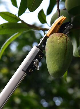 三节伸缩高枝摘果剪高空摘果剪高枝剪枝果园采果剪园林工具