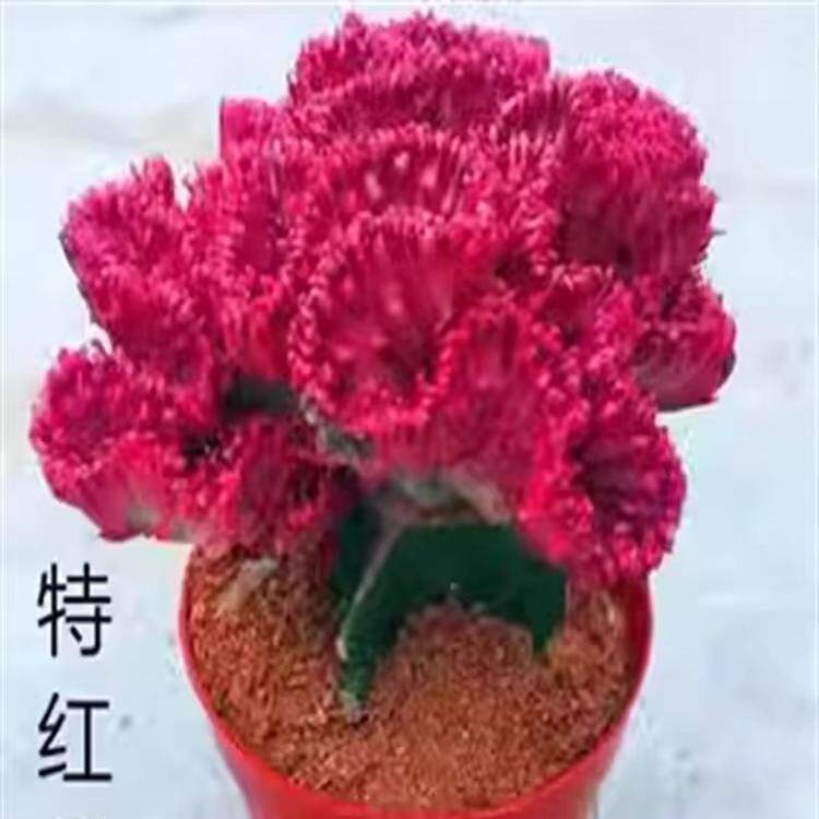 玉麒麟盆栽 室内客厅耐旱植物花卉多肉 红麒麟办公室桌面招财摆件