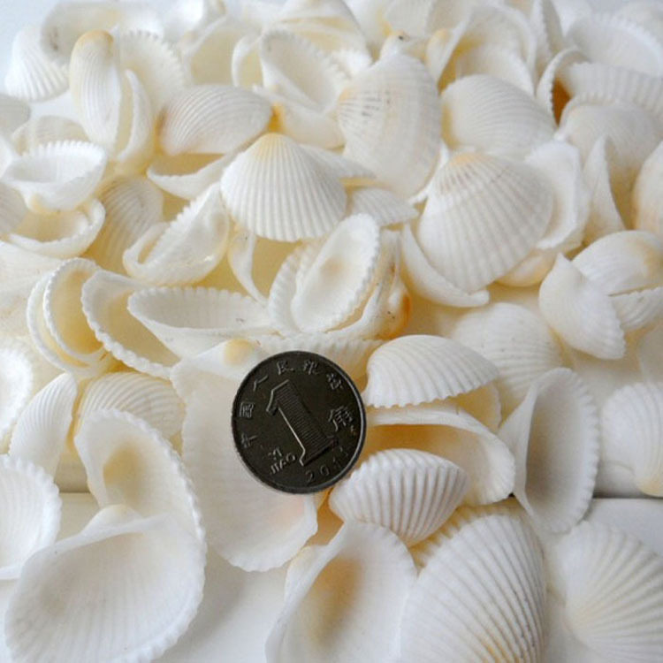 天然贝壳海螺白色贝壳白椰贝鱼缸水族装饰毛贝贴墙DIY半斤包邮
